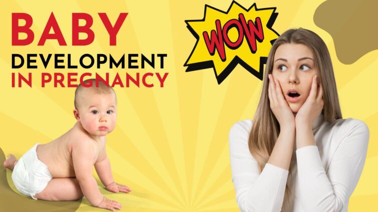 Baby development during pregnancy